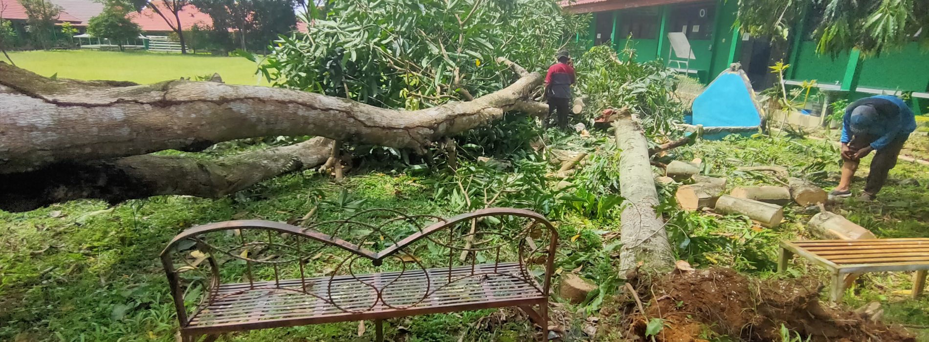 Tumbangnya Pohon Mangga Tua