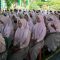 Serba Serbi HUT Smaga Ke-25 U’Magicaly SMAGA
